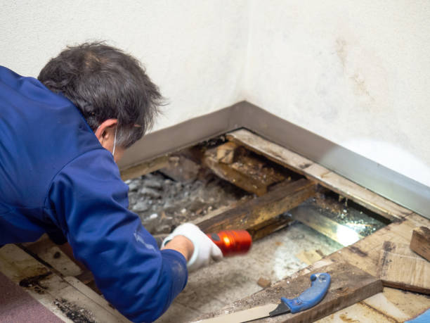 Best Mold Testing and Inspection Services in Romoland, CA