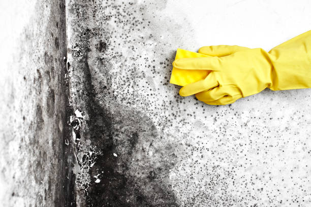 Best Industrial Mold Remediation in Romoland, CA