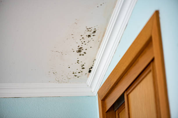 Best Insurance-Related Mold Remediation in Romoland, CA