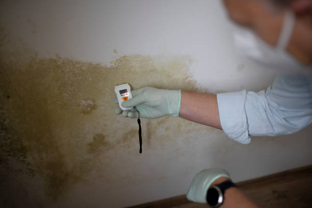 Reliable Romoland, CA Mold Remediation Solutions