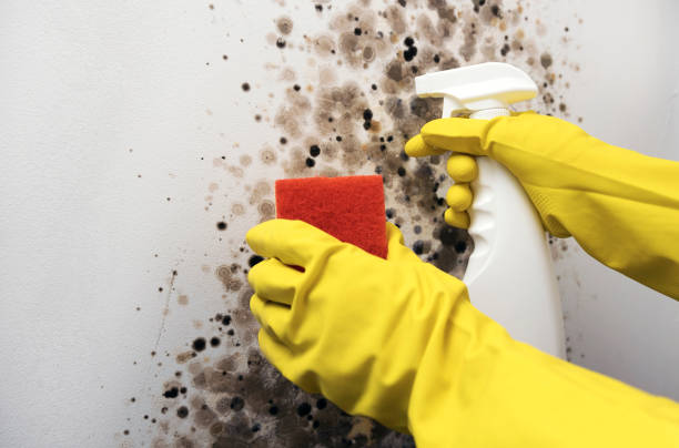 Best Post-Flood Mold Remediation in Romoland, CA