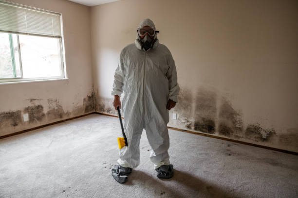 Best Attic Mold Remediation in Romoland, CA