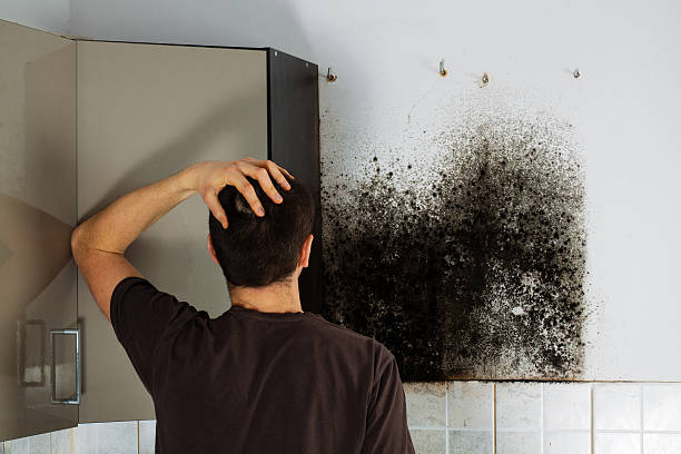 Best White Mold Remediation in Romoland, CA