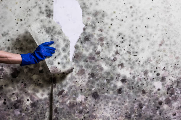 Best Mold Remediation for Schools in Romoland, CA