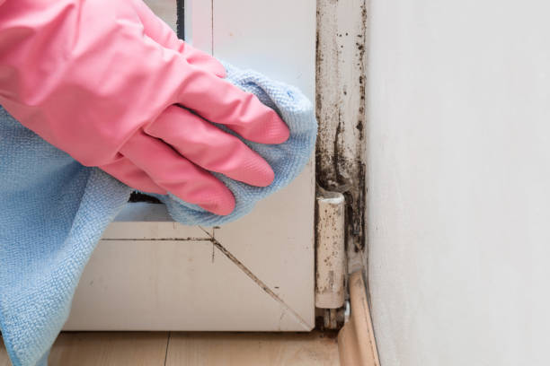 Best DIY Mold Remediation Support Services in Romoland, CA