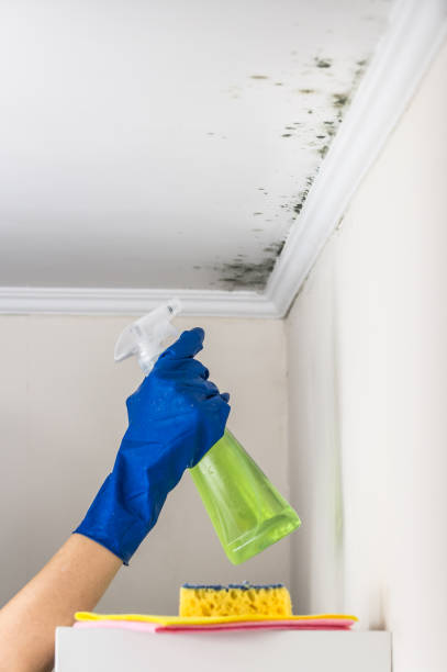 Best Residential Mold Remediation in Romoland, CA