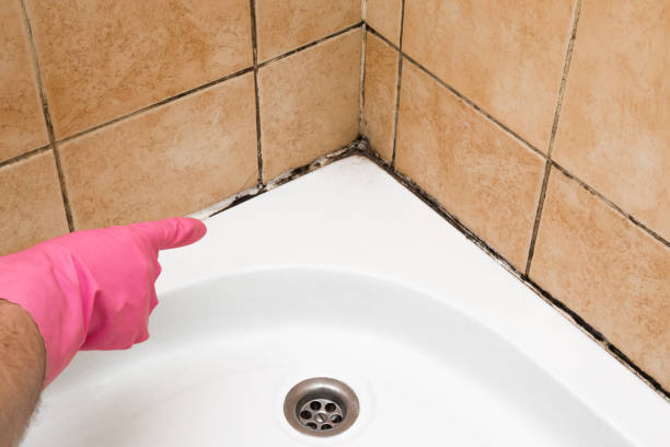 Trusted Romoland, CA Mold Remediation Experts
